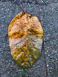 IMG_1869-1